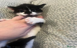 Mixed Breed cats for sale: Perfect Kittens  - Image 14
