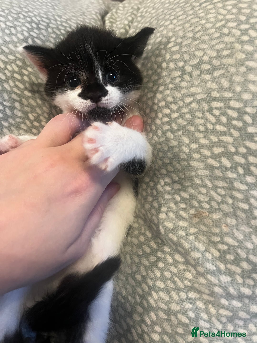 Mixed Breed cats for sale: Perfect Kittens  - Image 14