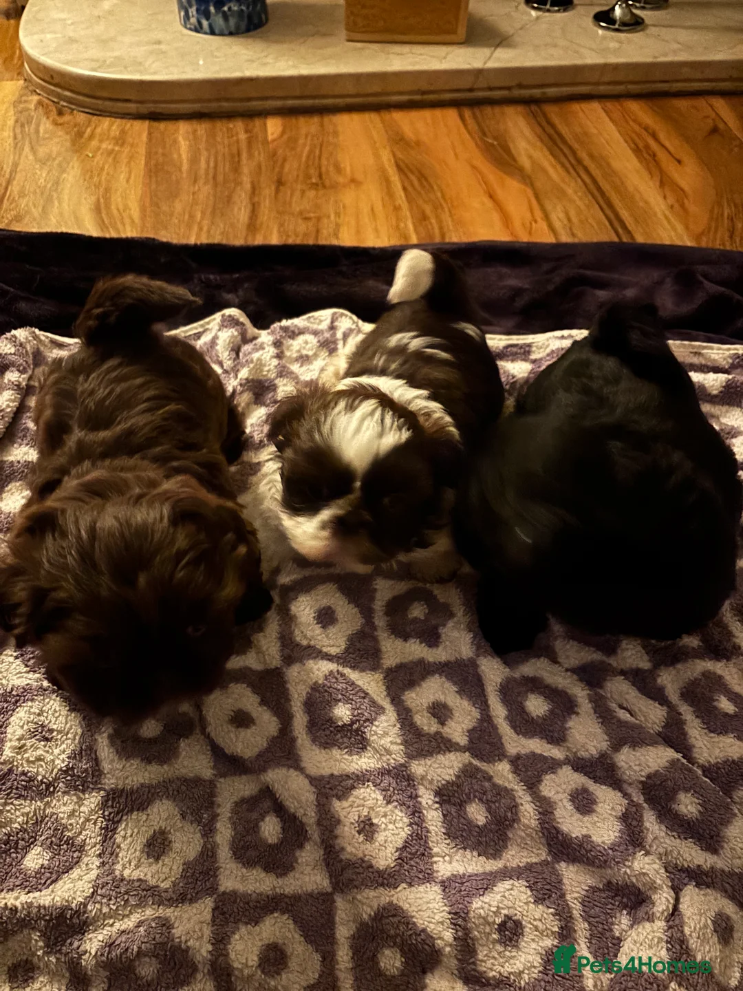 Shih Tzu dogs for sale: 3 beautiful Shih Tzu puppies for sale  - Advert 5