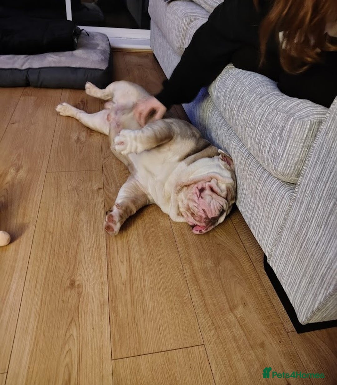 English Bulldog dogs for sale: English Bulldog – Male – 16 Months Old - Advert 3