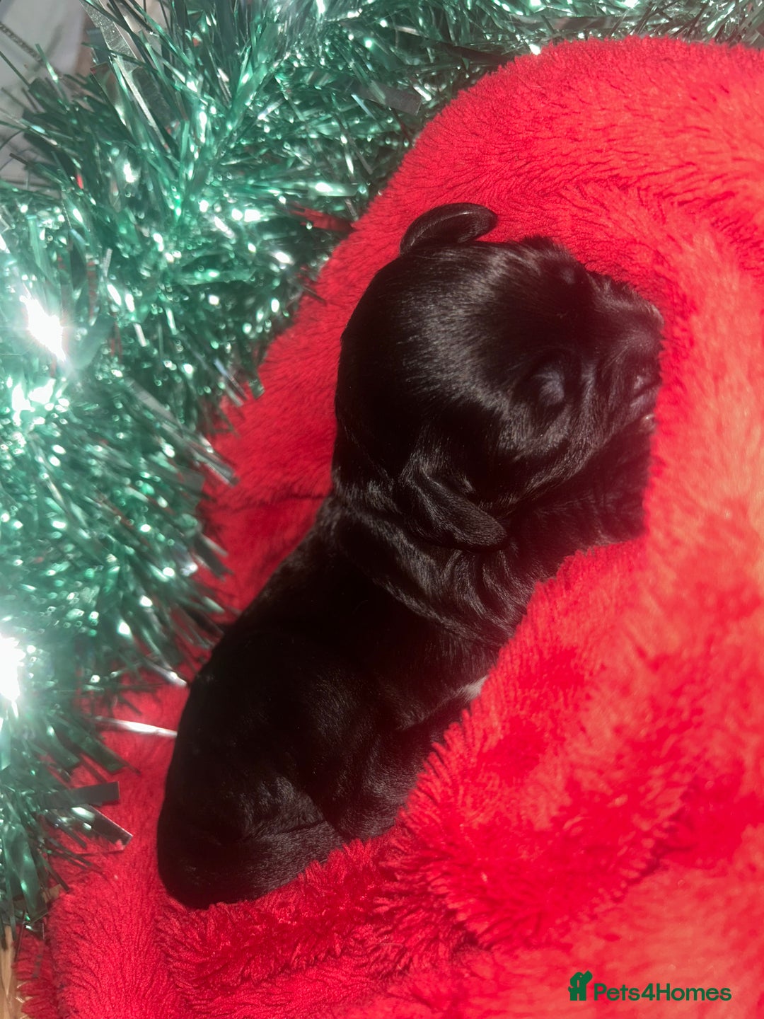 Cocker Spaniel dogs for sale: Cocker spaniel pups for sale  - Advert 22