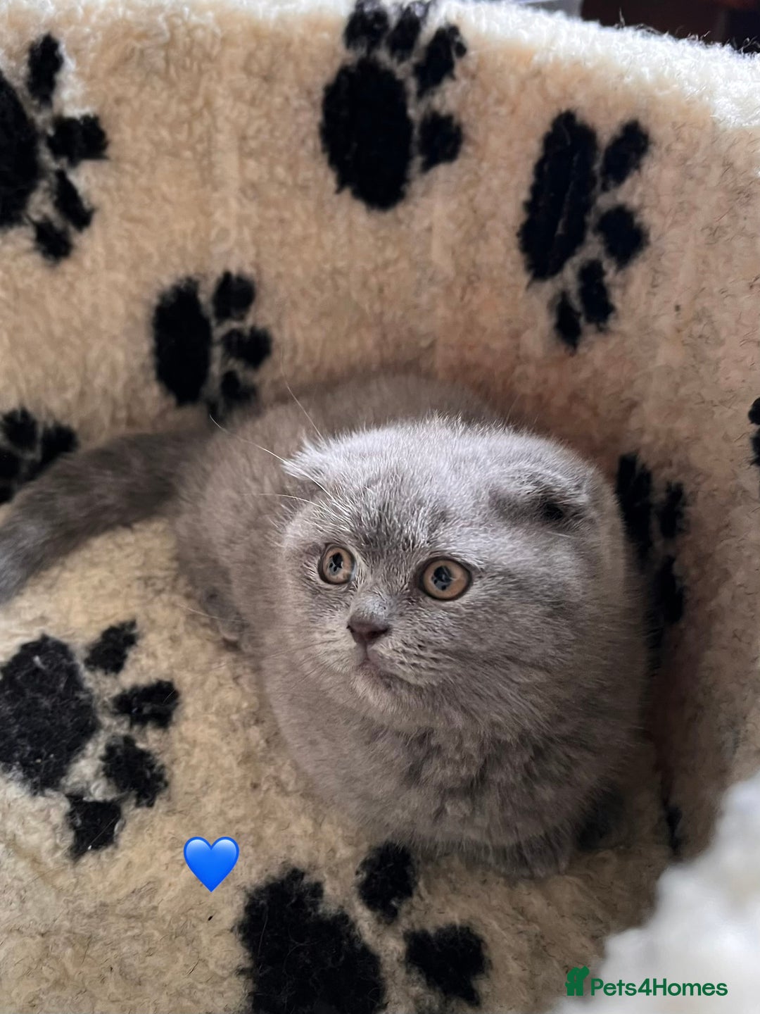 Scottish Fold cats for sale: 🐾2 boys left Scottish Fold🐾 - Image 7