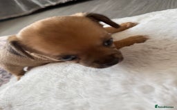 Chihuahua dogs for sale: Stunning Little Short Coat Chihuahuas - Last 2 - Image 23