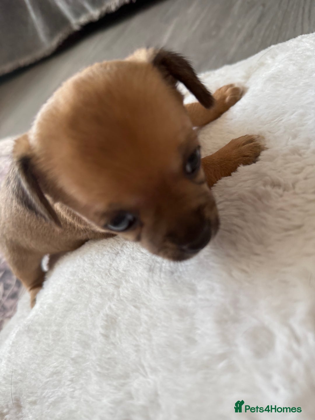 Chihuahua dogs for sale: Stunning Little Short Coat Chihuahuas - Last 2 - Image 23