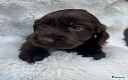 Cocker Spaniel dogs for sale: Gorgeous show type cocker spaniels - Image 4