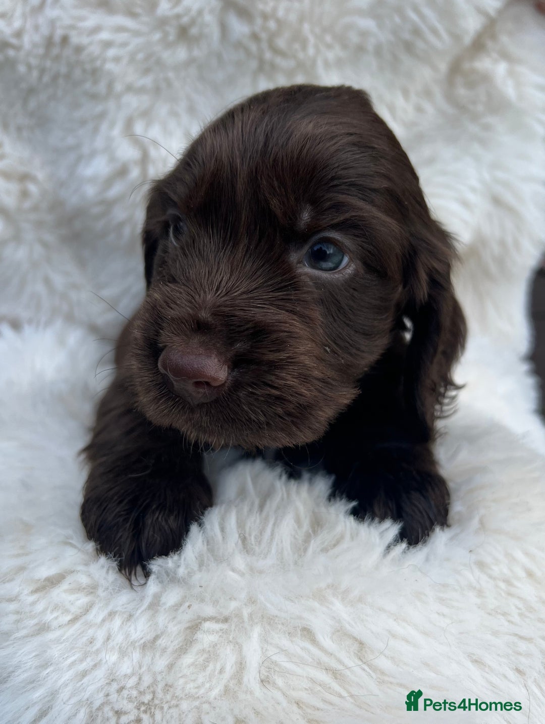 Cocker Spaniel dogs for sale: Gorgeous show type cocker spaniels - Image 4