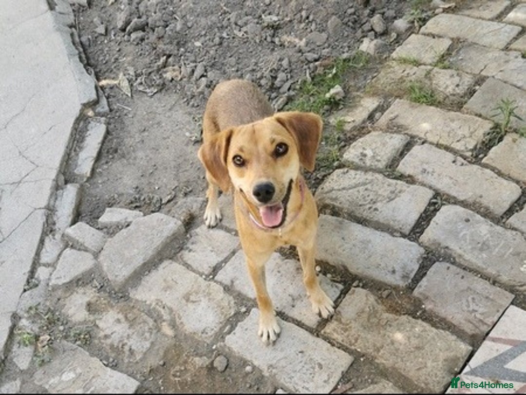Mixed Breed dogs for sale: Adopt Adorable Rescue puppies Miki & Alice!  - Image 10