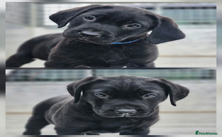 Labrador Retriever dogs KC Registered Working Labrador boys - Advert 1