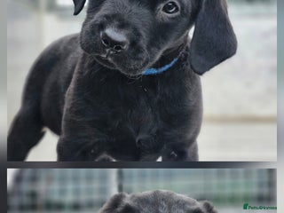 Labrador Retriever dogs KC Registered Working Labrador boys - Advert 1