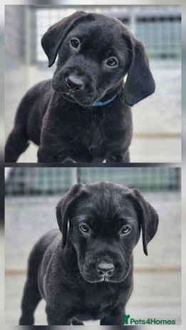 Labrador Retriever dogs KC Registered Working Labrador boys - Advert 1