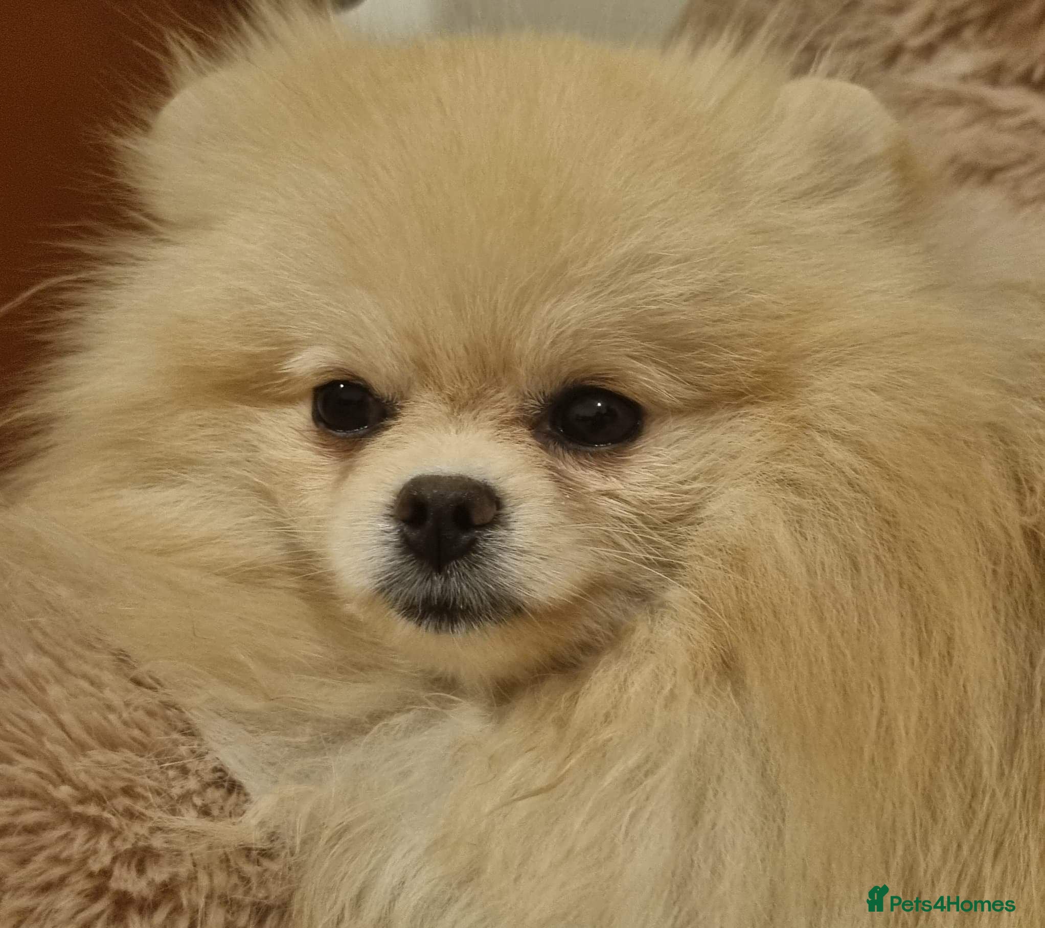 Pomeranian dogs Still Bullet Exclusive-Max - Advert 1