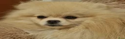 Pomeranian dogs for sale: Still Bullet Exclusive-Max - Advert 1