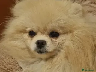 Pomeranian dogs Still Bullet Exclusive-Max - Advert 1