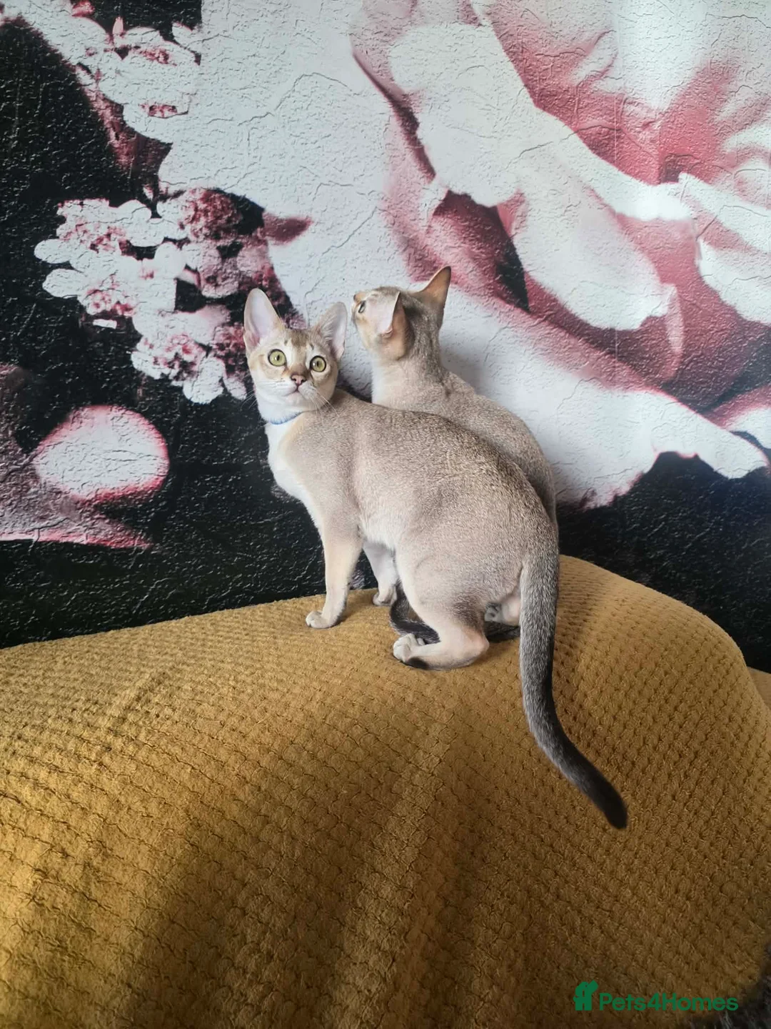 Singapura cats for sale: Stunning Singapura kittens  - Advert 33