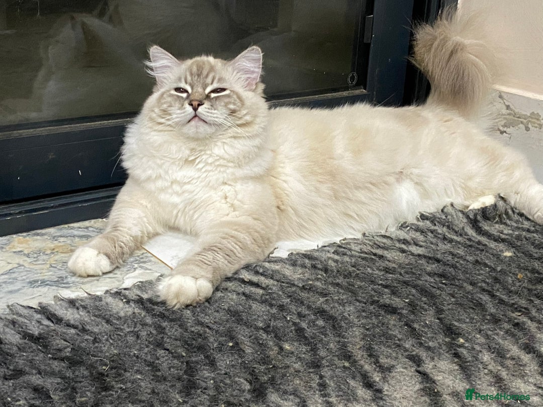 Ragdoll cats for sale: Blue Lynx TICA boy  - Image 2