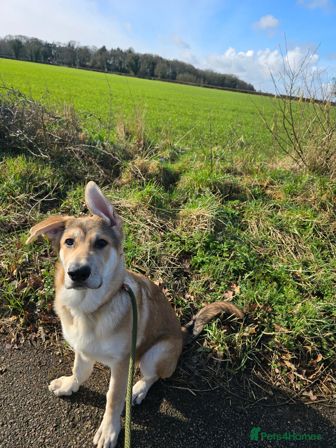 German Shepherd dogs for sale: Rehoming  gorgeous boy due to no fault of his own - Image 9