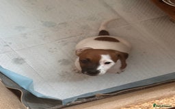 Jack Russell dogs for sale: Jack Russle puppies  - Image 7