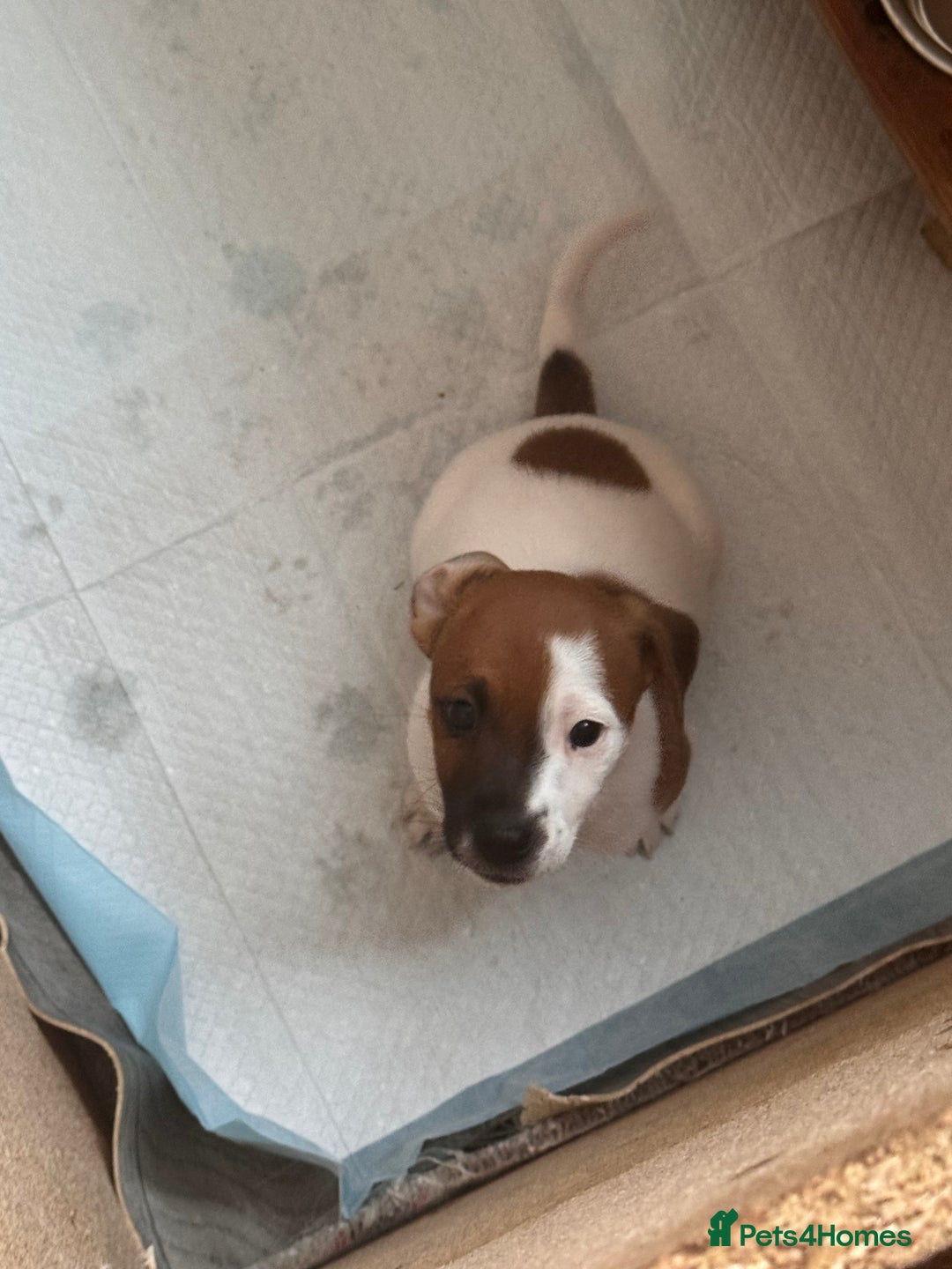 Jack Russell dogs for sale: Jack Russle puppies  - Image 7
