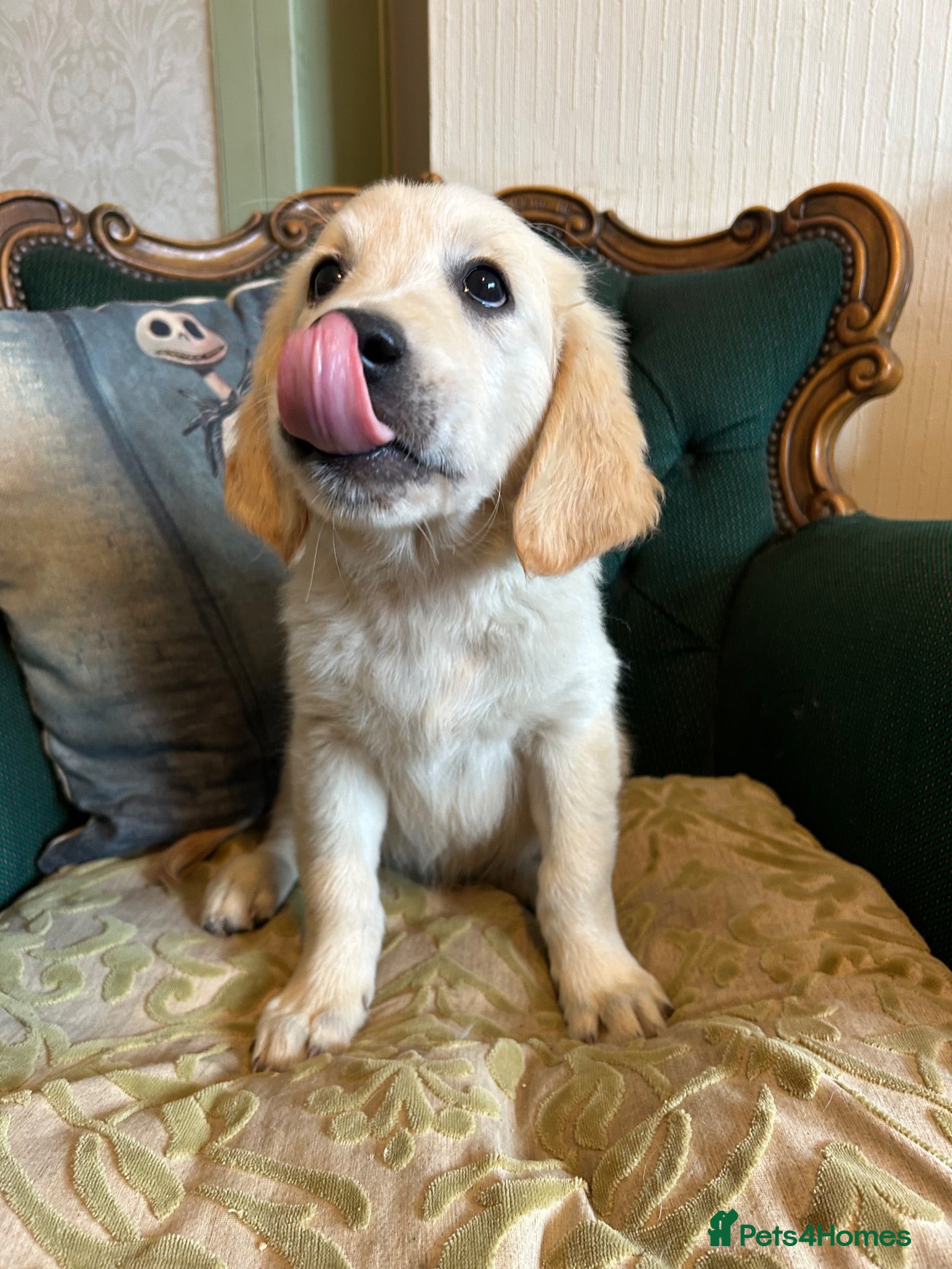 Golden Retriever dogs KC Golden retriever puppies ready now..  - Advert 2
