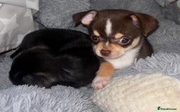 Chihuahua dogs for sale: Gorgeous tiny tri colour chihuahua puppies - Advert 5
