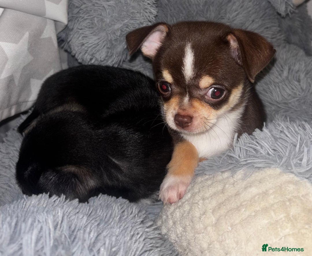 Chihuahua dogs for sale: Gorgeous tiny tri colour chihuahua puppies - Advert 5