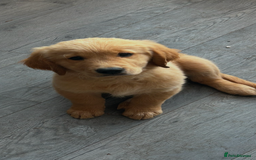 Golden Retriever dogs for sale: Pedigree golden retriever puppies  - Image 37
