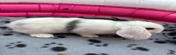 Mini Lop rabbits for sale: 🐰 Beautiful Mini Lop Baby Bunnies –Ready to go 🐰 - Advert 36