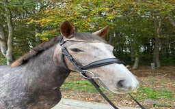 Connemara horses for sale: Smokey Todd - Safe, scopey and sensible - Image 6