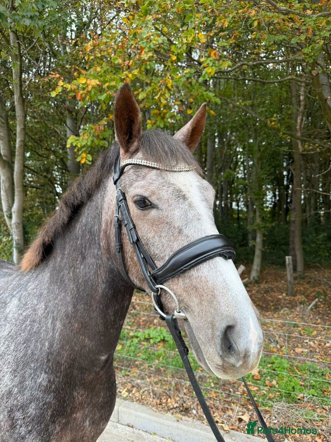 Connemara horses for sale: Smokey Todd - Safe, scopey and sensible - Image 6