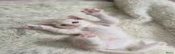British Longhair cats for sale: Most Beautiful British Longhair Kittens - Advert 31