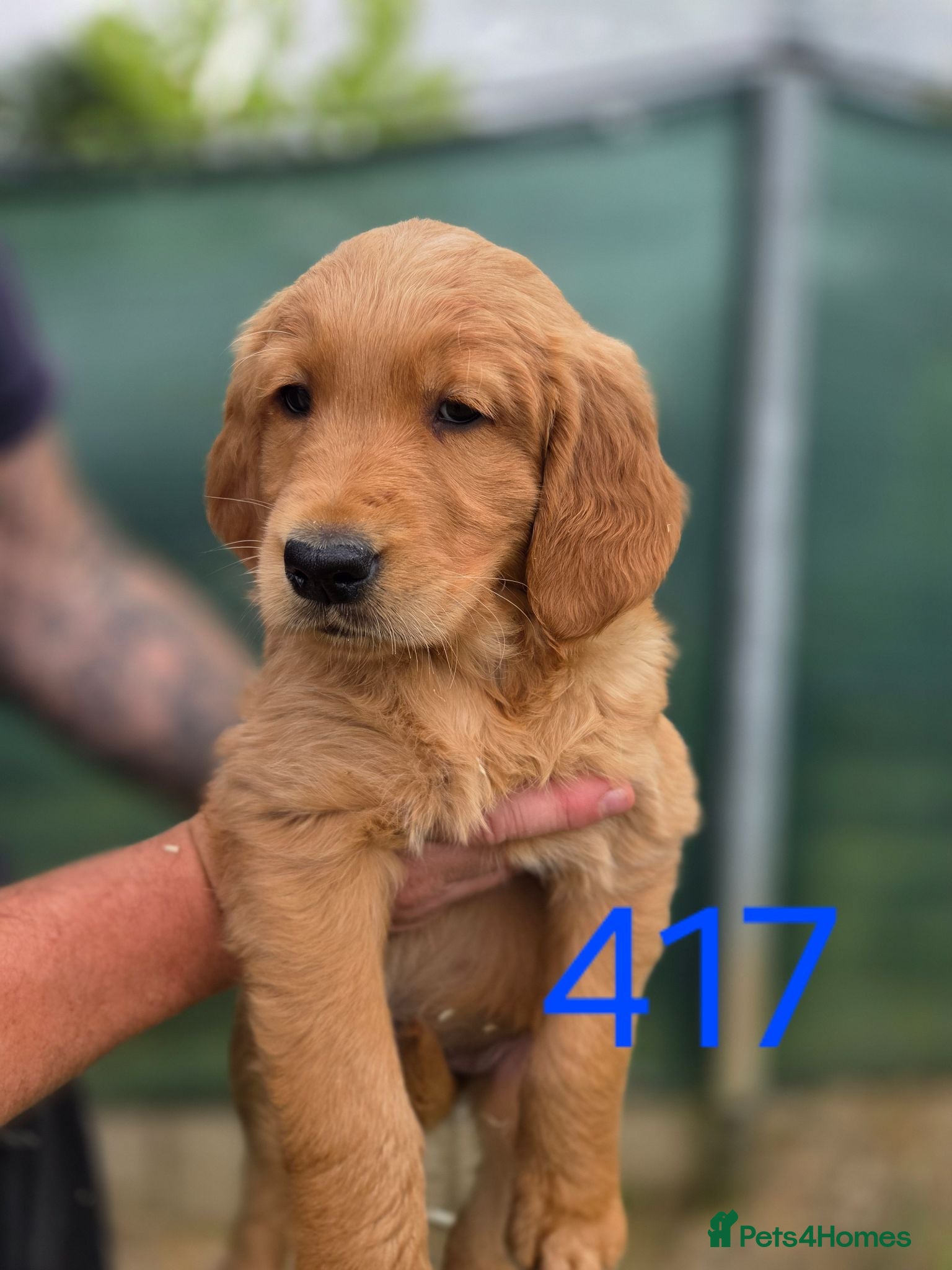 Golden Retriever dogs 🧡 Dark red working golden retriever pups 🧡 - Advert 1