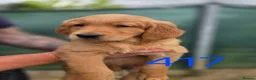 Golden Retriever dogs for sale: 🧡 Dark red working golden retriever pups 🧡 - Advert 1