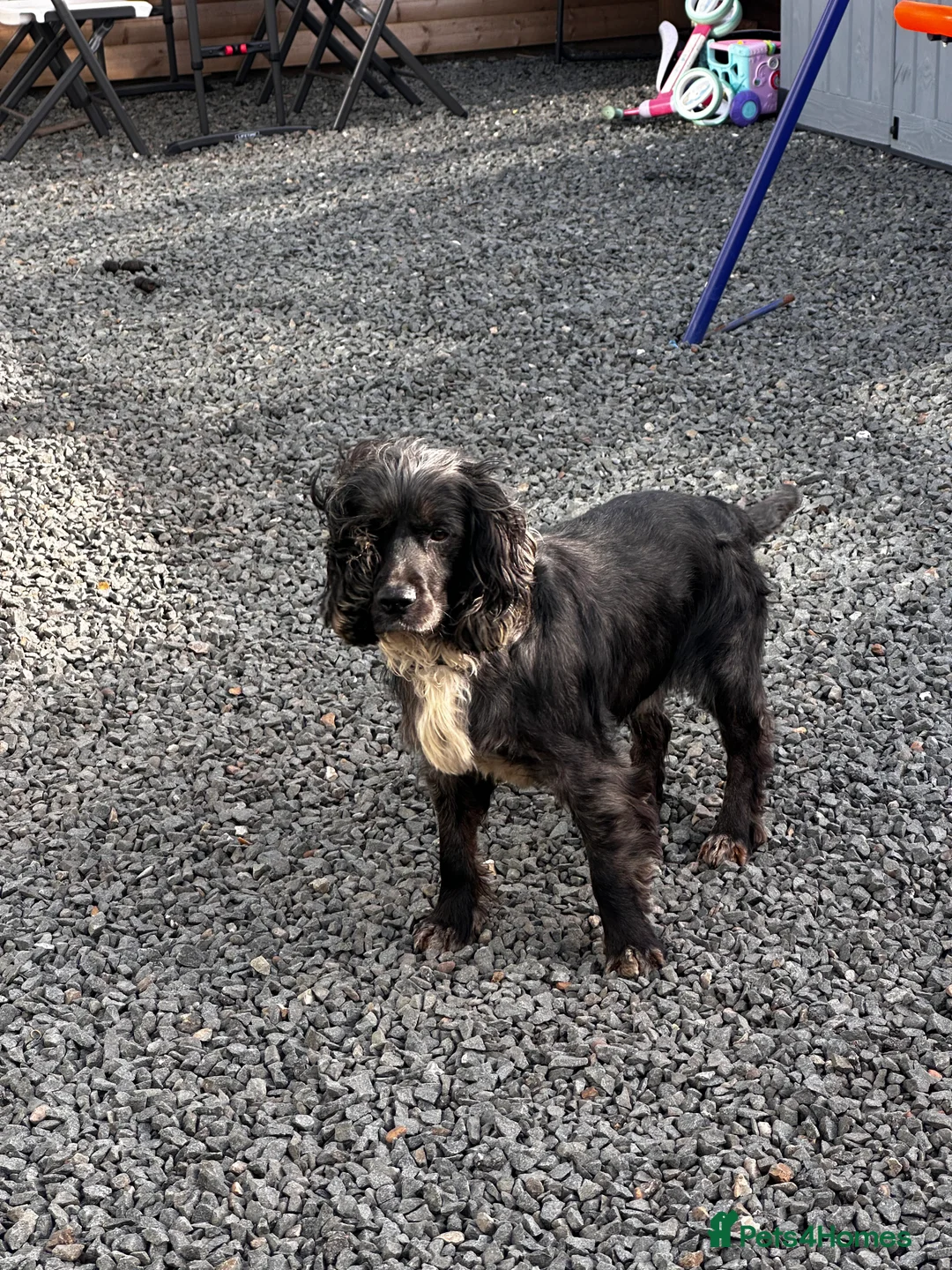 Cocker Spaniel dogs for sale: Four year-old cocker spaniel dog in Spalding - Advert 1