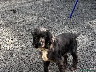 Cocker Spaniel dogs Four year-old cocker spaniel dog in Spalding - Advert 2