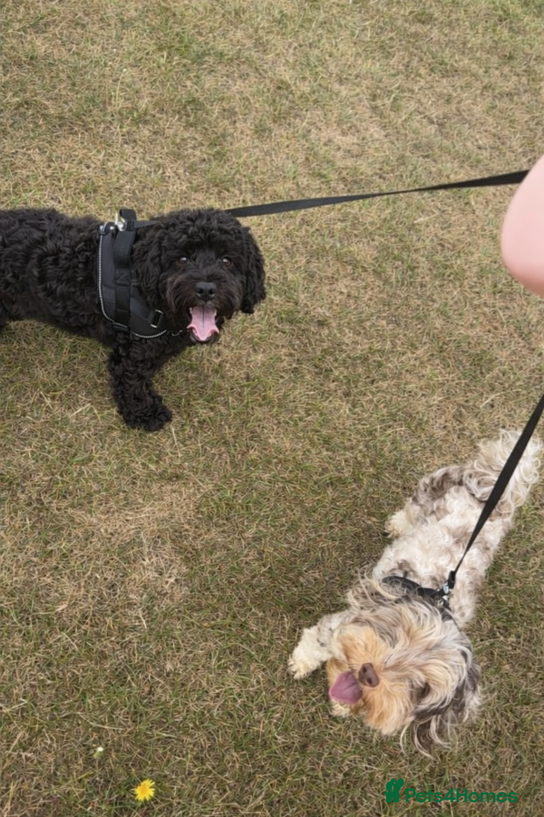 Cockapoo dogs for sale: Cockapoo Puppies For Sale  - Advert 2