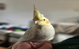 Cockatiels birds for sale: Sociable young Pearl Cockateil - Image 1
