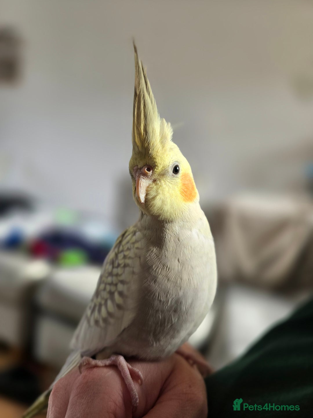 Cockatiels birds for sale: Sociable young Pearl Cockateil - Image 1