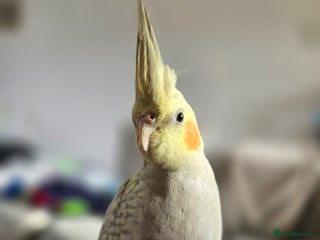 Cockatiels birds - Advert 3