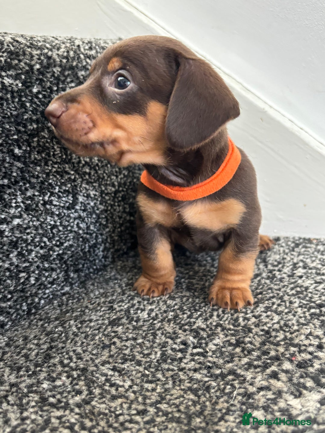 Miniature Dachshund dogs for sale: Miniature dachshund puppies - Image 5
