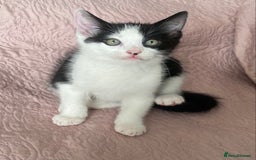 Ragdoll cats for sale:  Black & White Male Kitten ragdoll x Tabby Mix - Advert 6