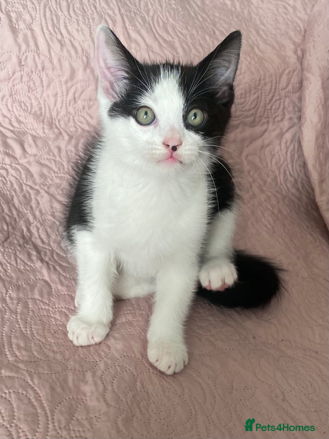 Ragdoll cats for sale:  Black & White Male Kitten ragdoll x Tabby Mix - Advert 6