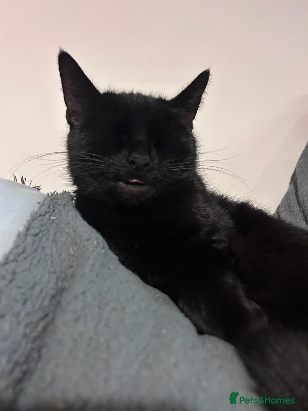 Bombay cats for sale: Sabrina 3YO girl in Bristol - Advert 4