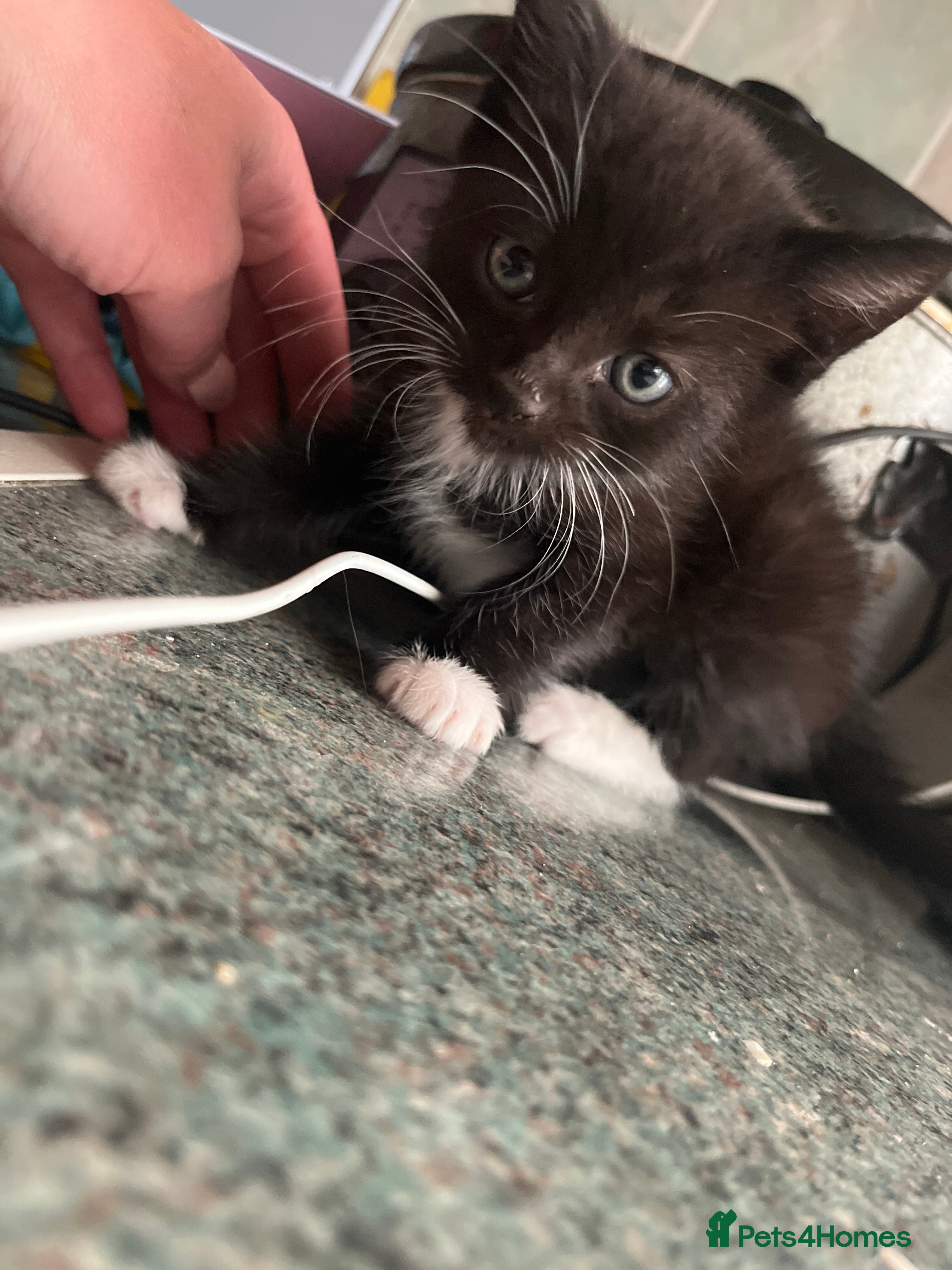 Mixed Breed Kitten 1