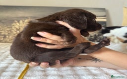 Springador dogs for sale: Chocolate Springador Puppies – Ready Soon! 🐾 - Image 22