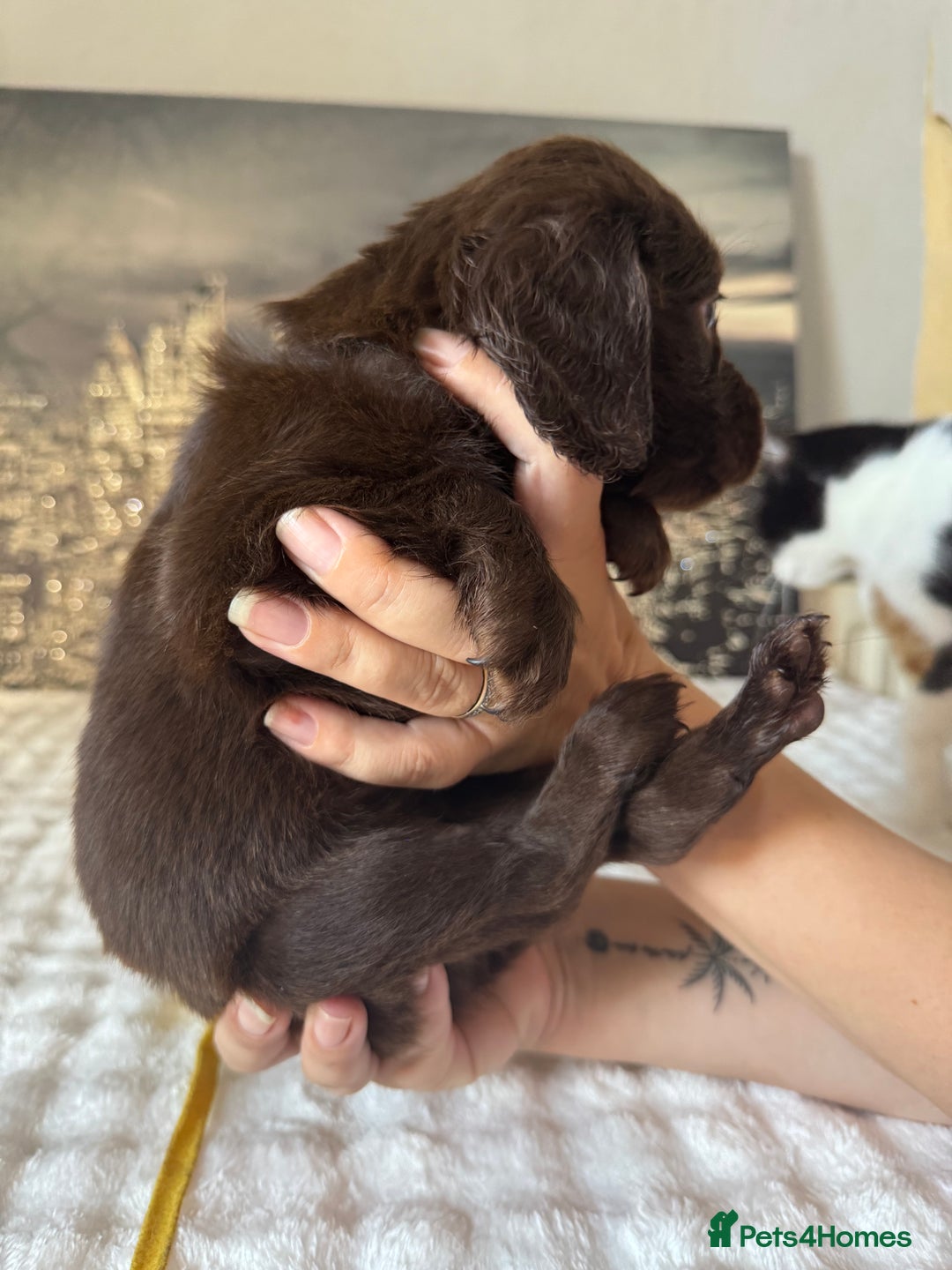 Springador dogs for sale: Chocolate Springador Puppies – Ready Soon! 🐾 - Image 22