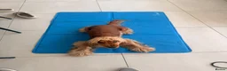 Cocker Spaniel dogs for sale: Show cocker spaniel female - 1yr 3mnth - Advert 3