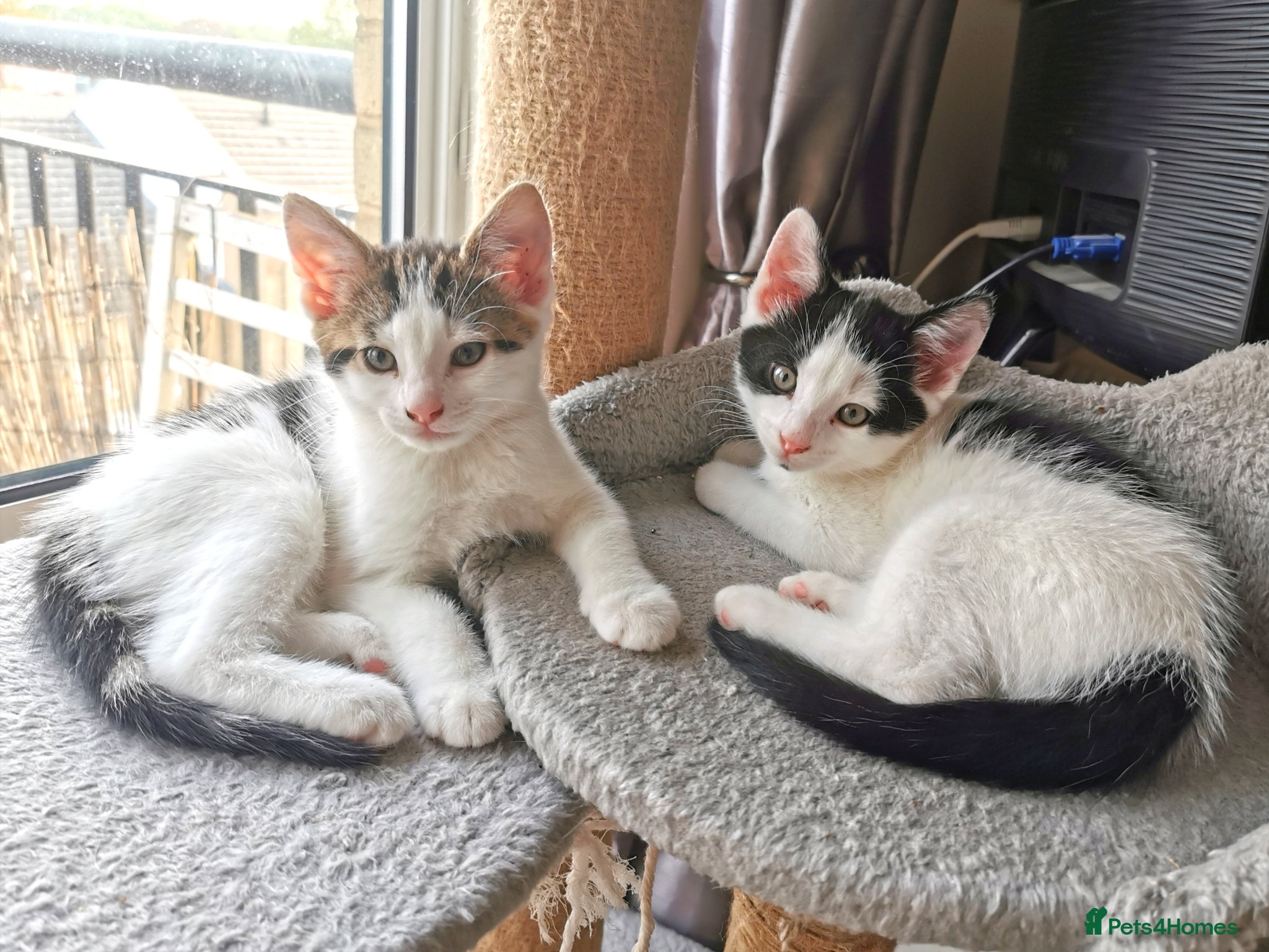 Mixed Breed cats for sale: Gorgeous, sweet natured & very playful kittens in London - Advert 2