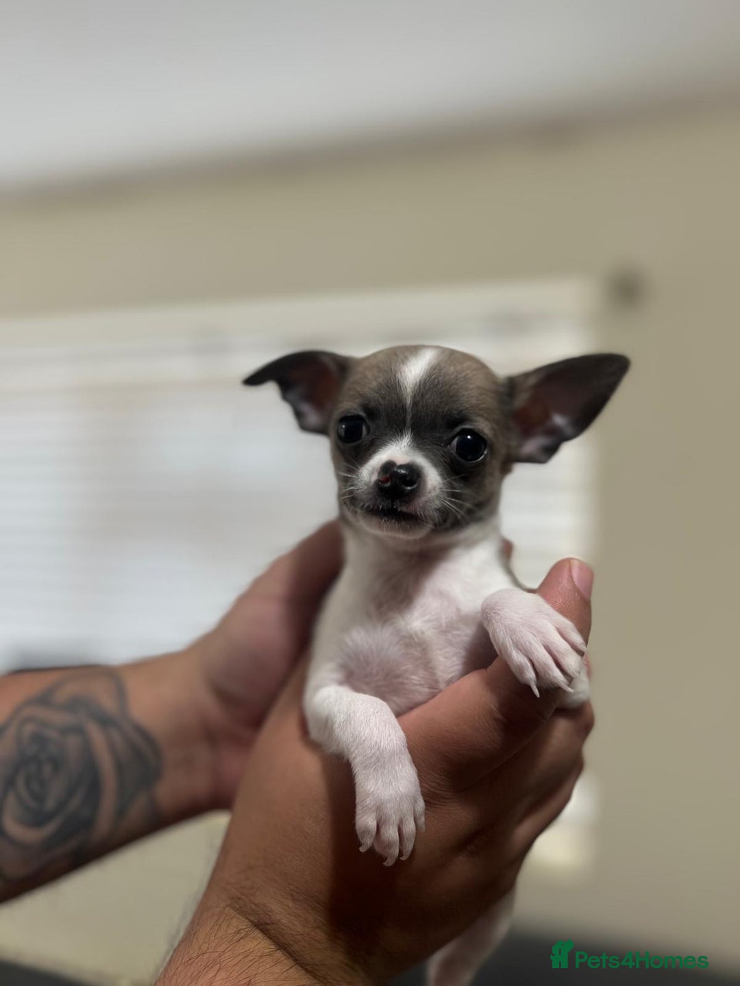 Chihuahua dogs for sale: 5Stunning tiny Smooth coat 🍏head chihuahua puppys - Image 12
