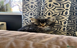 Mixed Breed cats for sale: kittens - Image 11