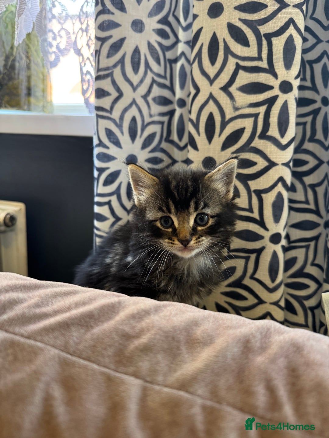 Mixed Breed cats for sale: kittens - Image 11